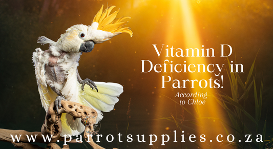 Vitamin D Deficiency in Parrots: A Feather-Ruffling Dilemma!