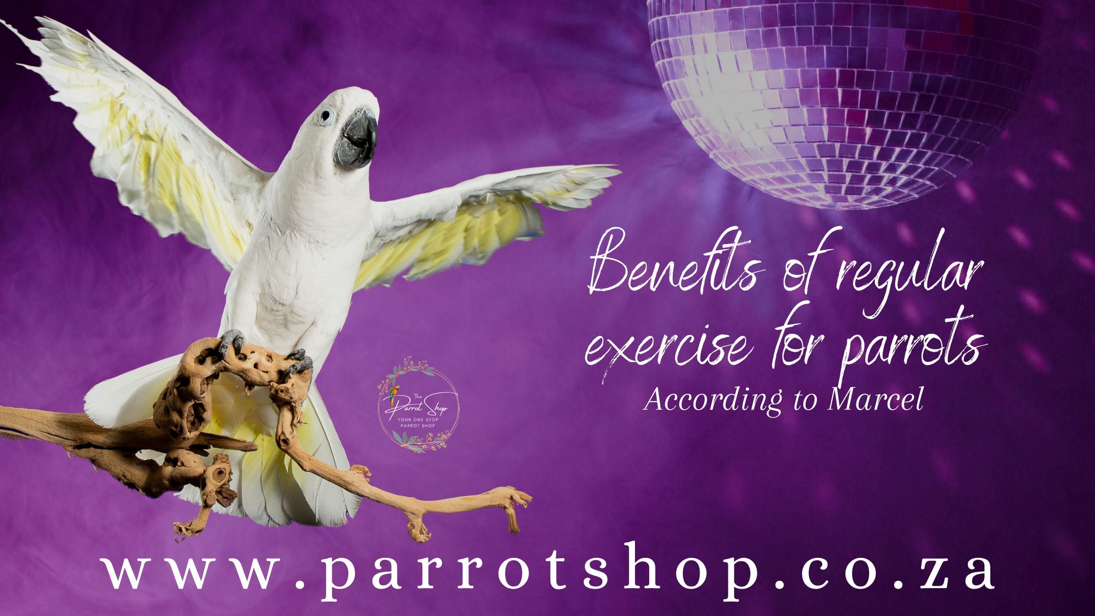 Parrot Exercise Pen For Sale Online photo