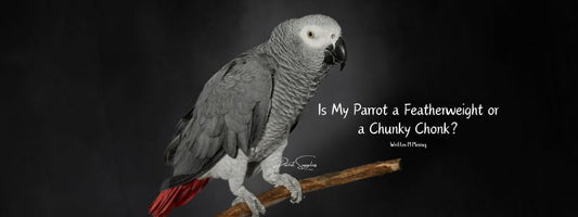 Is My Parrot a Featherweight or a Chunky Chonk?