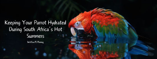 Keeping Your Parrot Hydrated During South Africa’s Hot Summers