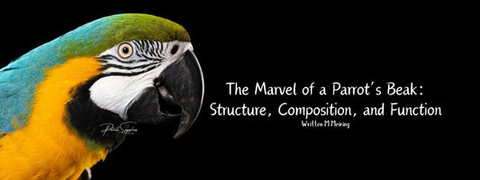 The Marvel of a Parrot’s Beak: Structure, Composition, and Function