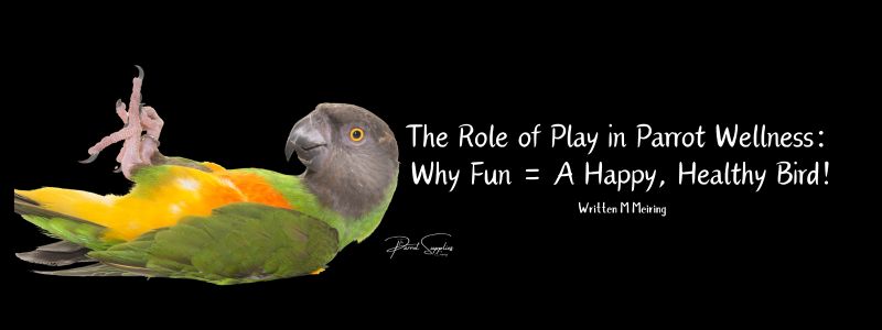 The Role of Play in Parrot Wellness: Why Fun = A Happy, Healthy Bird! 🎉🦜