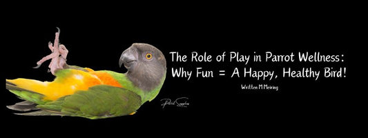The Role of Play in Parrot Wellness: Why Fun = A Happy, Healthy Bird! 🎉🦜