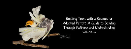 Building Trust with a Rescued or Adopted Parrot: A Guide to Bonding Through Patience and Understanding