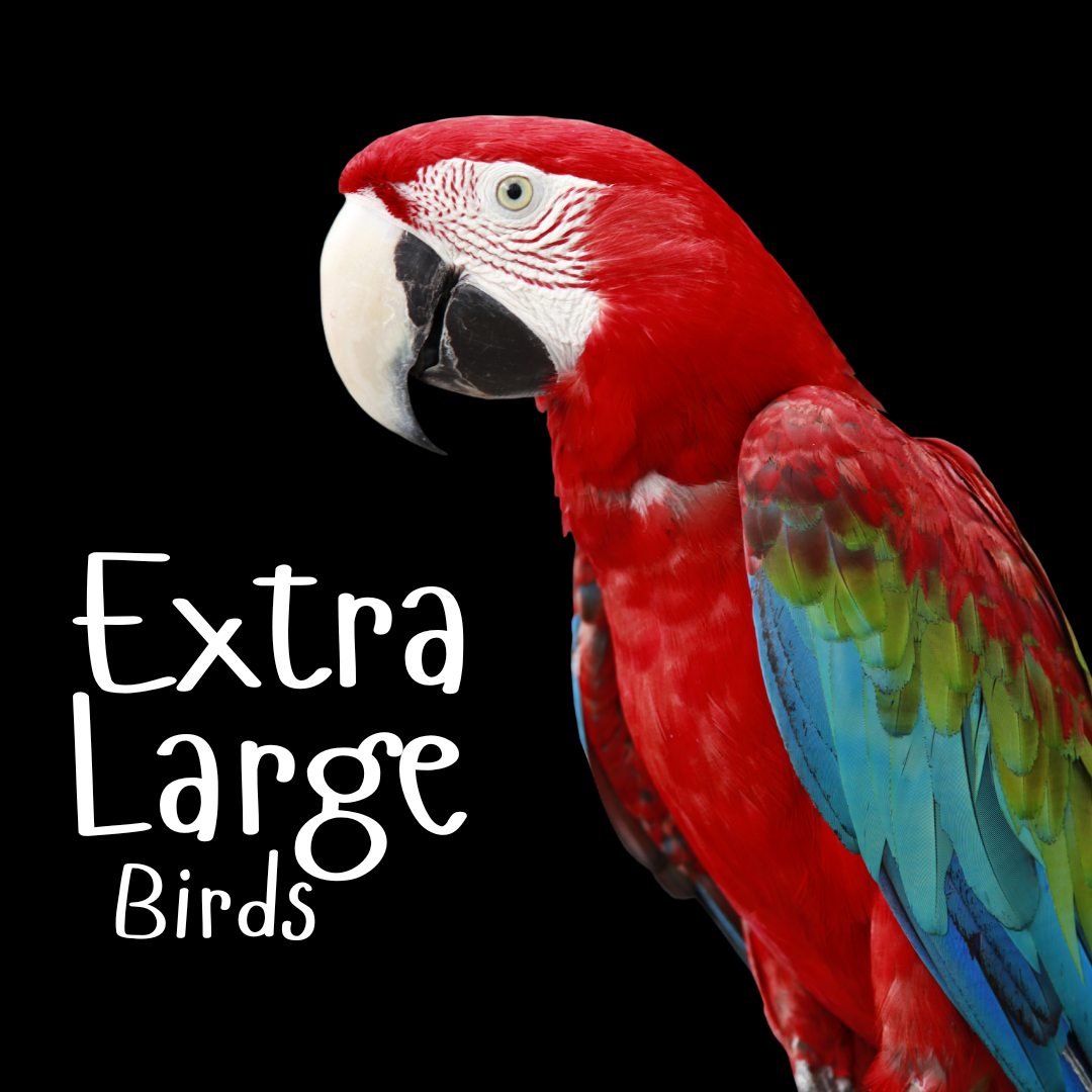 Extra Large Birds