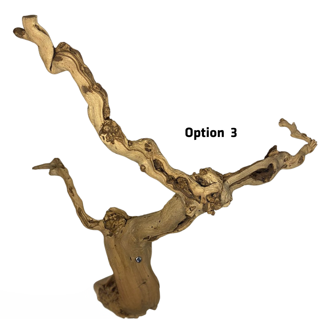 Cage Branch