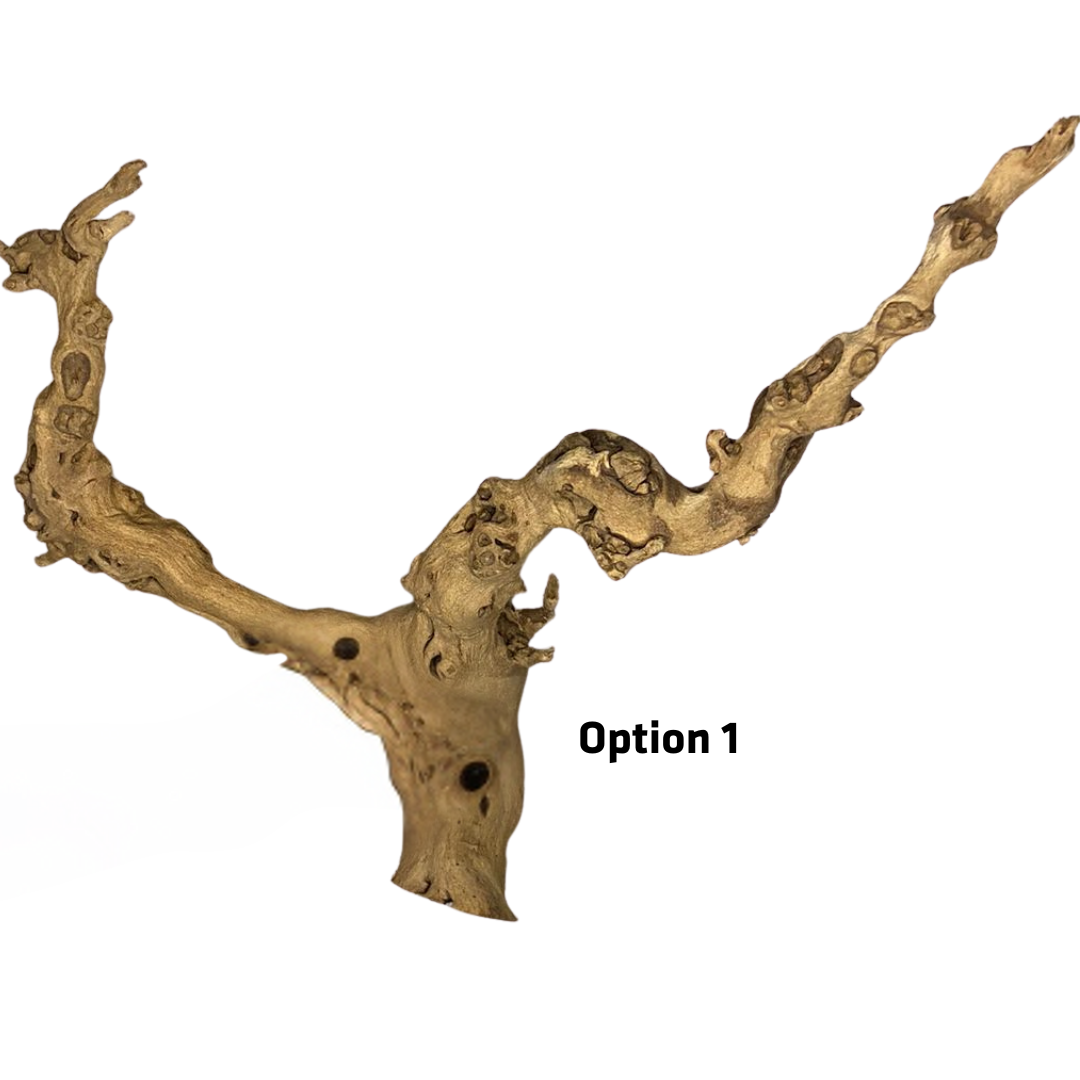 Cage Branch