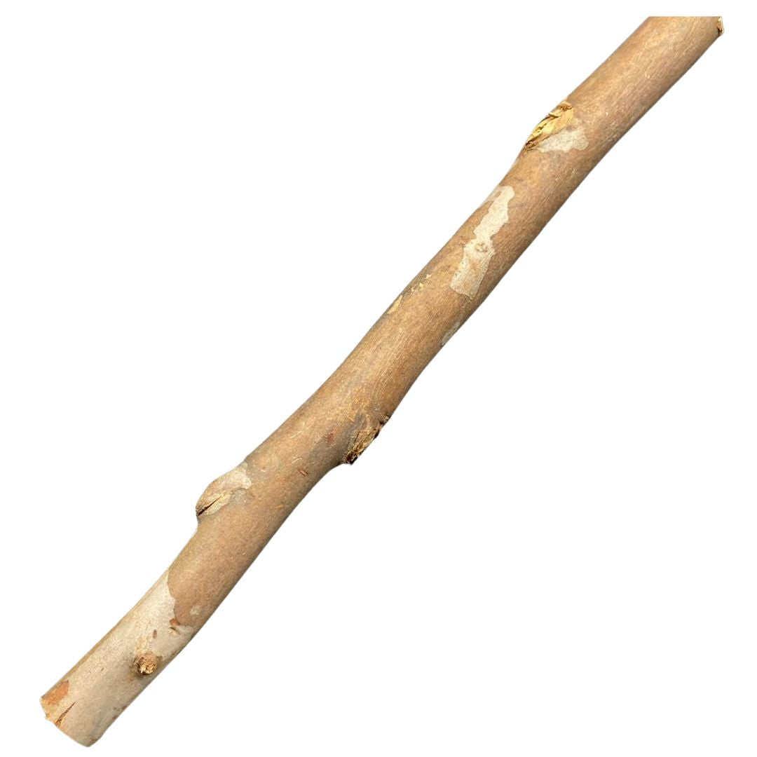 1.2m Eucalyptus Branch