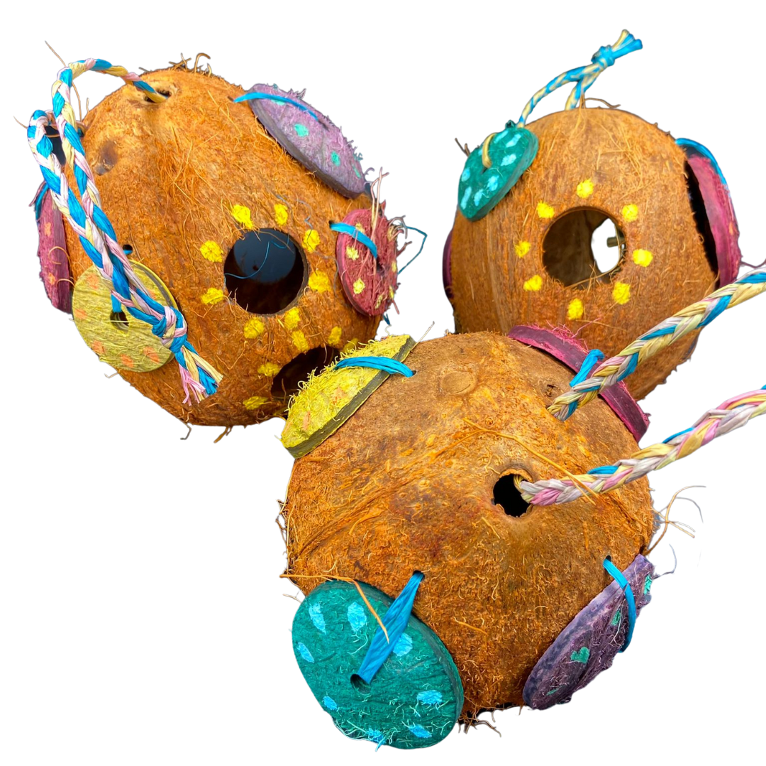 Foraging Coconut Dream