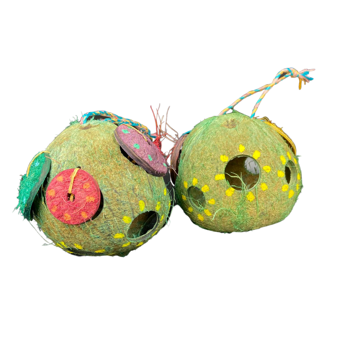 Foraging Coconut Dream