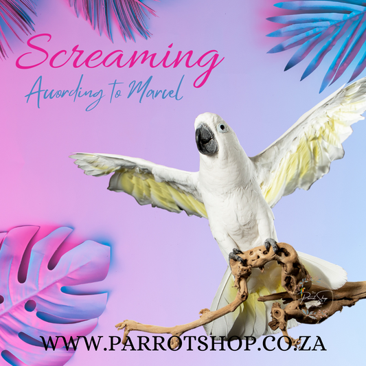Screaming Parrots