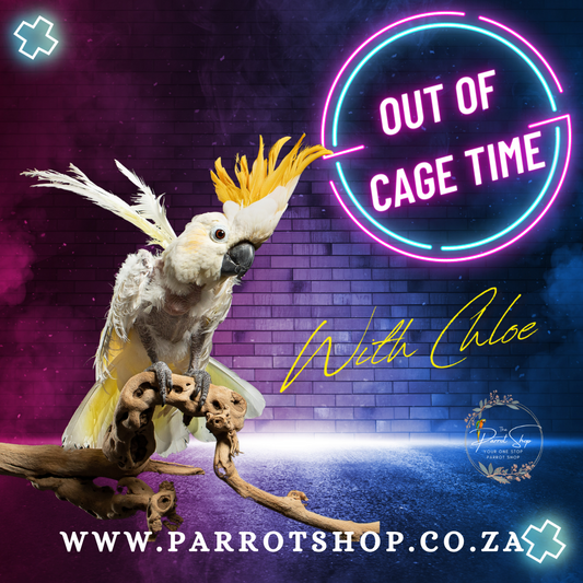 Out of Cage Time ~ With Chloe
