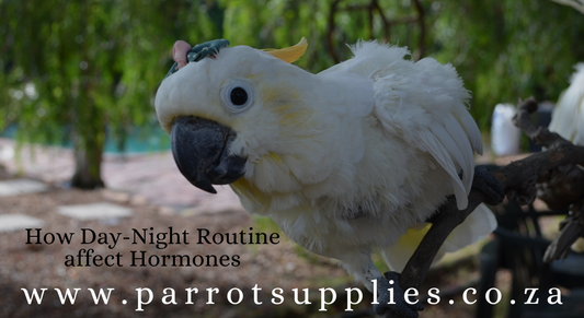 How Day-Night Routine affect Hormones