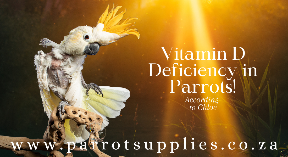 Vitamin D Deficiency in Parrots: A Feather-Ruffling Dilemma!