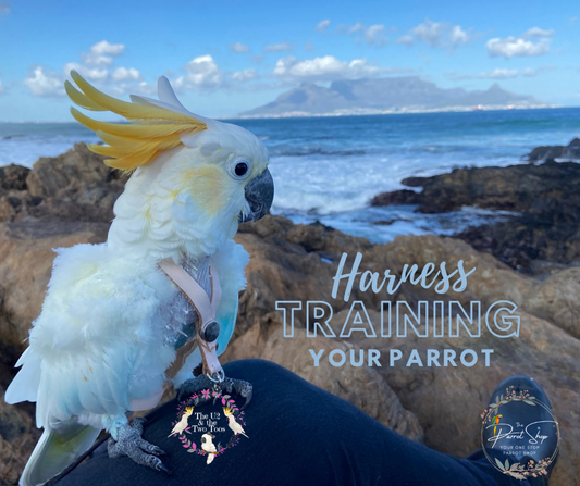 Harness training your parrot!