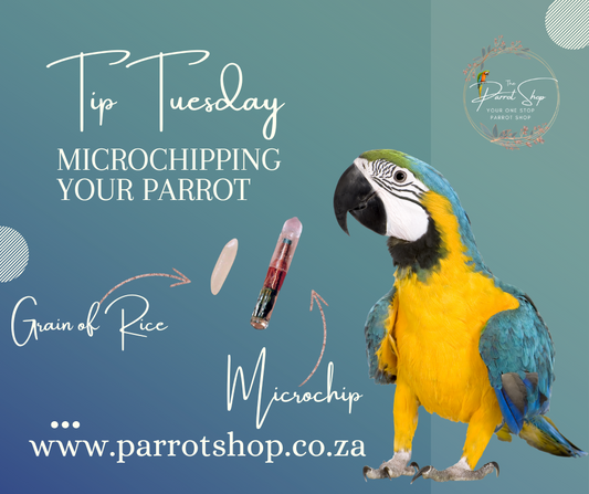 Microchipping your Parrot!