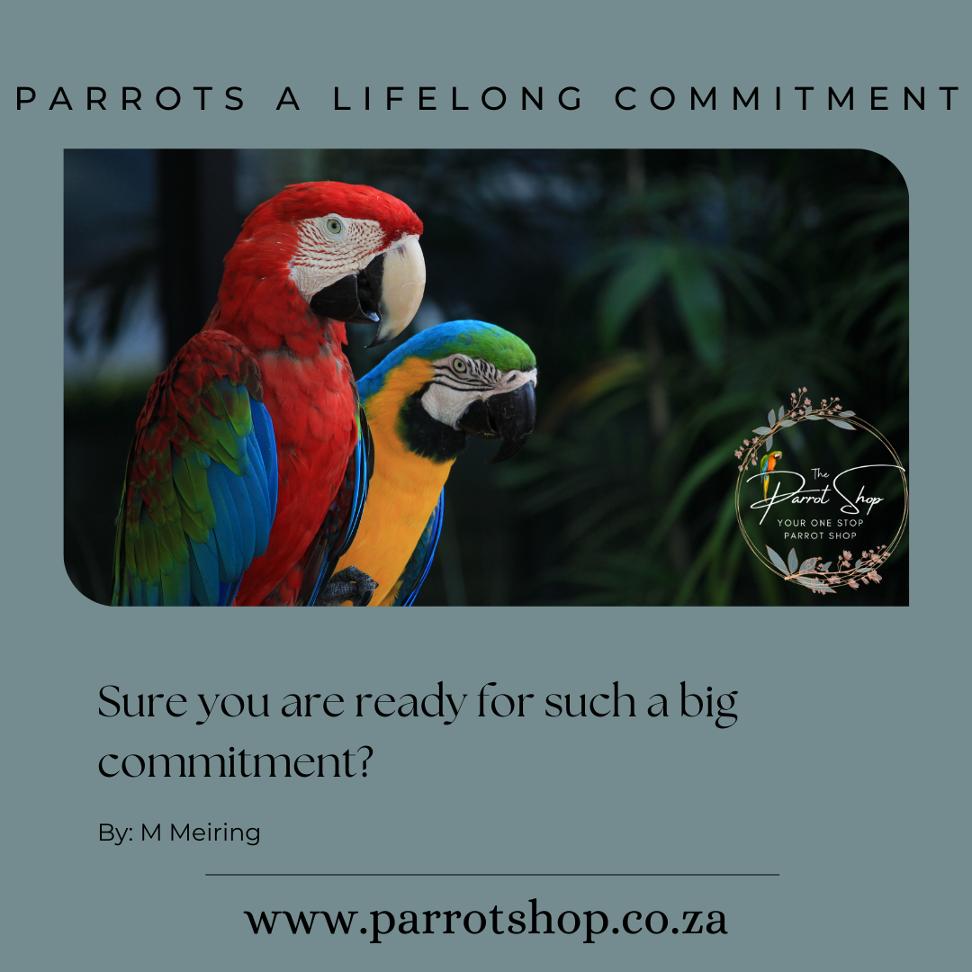 Parrots a Lifelong Commitment