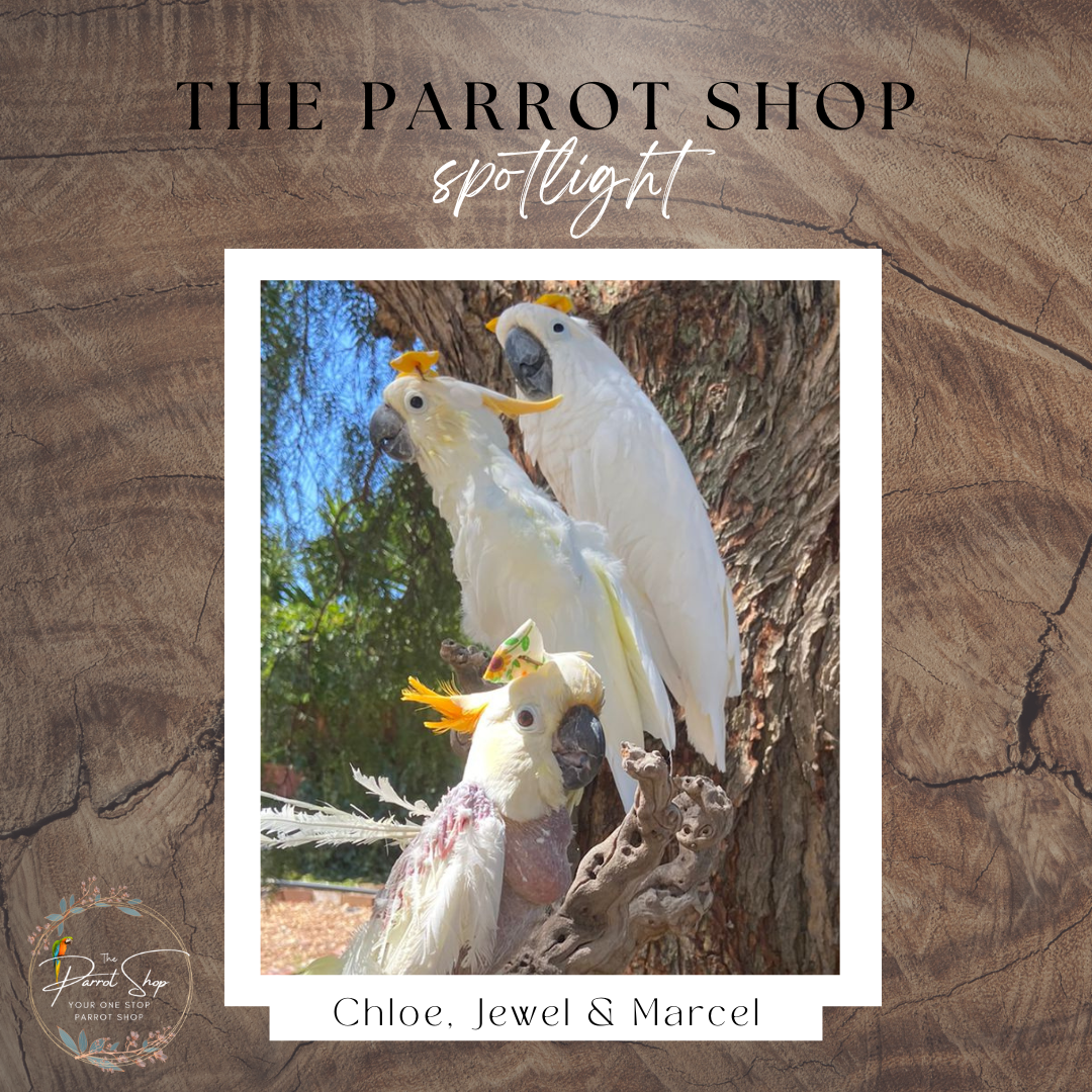 The Parrot Shop Story