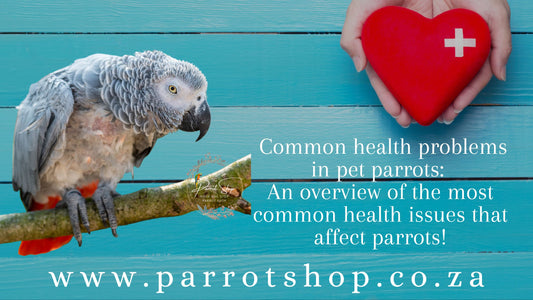 Common health problems in pet parrots