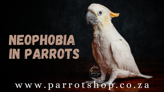 Neophobia in Parrot!