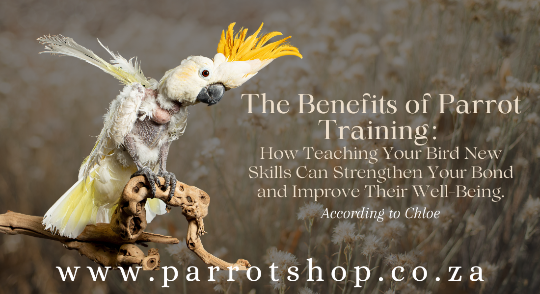 The Benefits of Parrot Training: How Teaching Your Bird New Skills Can ...