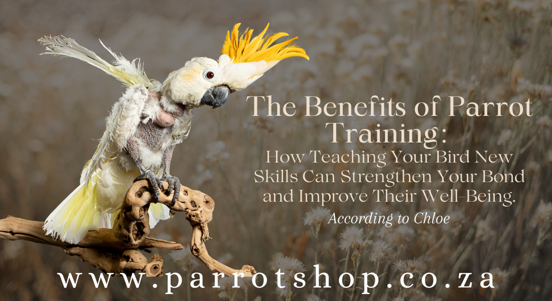 The Benefits of Parrot Training: How Teaching Your Bird New Skills Can Strengthen Your Bond and Improve Their Well-Being