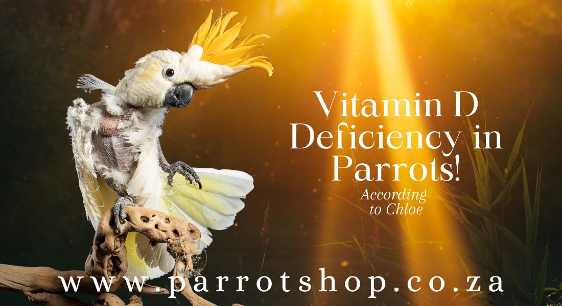 Vitamin D Deficiency in Parrots: A Feather-Ruffling Dilemma!