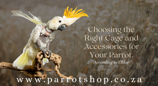 Choosing the Right Cage and Accessories for Your Parrot