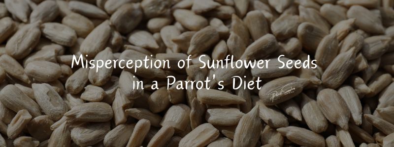 Misperception of Sunflower Seeds in a Parrot's Diet