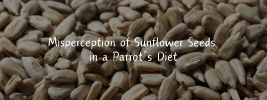 Misperception of Sunflower Seeds in a Parrot's Diet