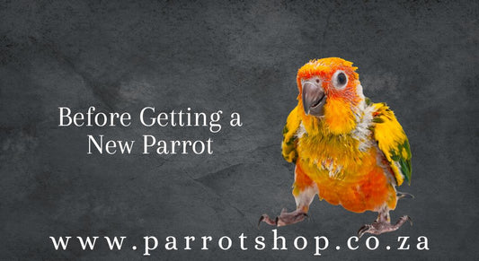 Before Getting a New Parrot