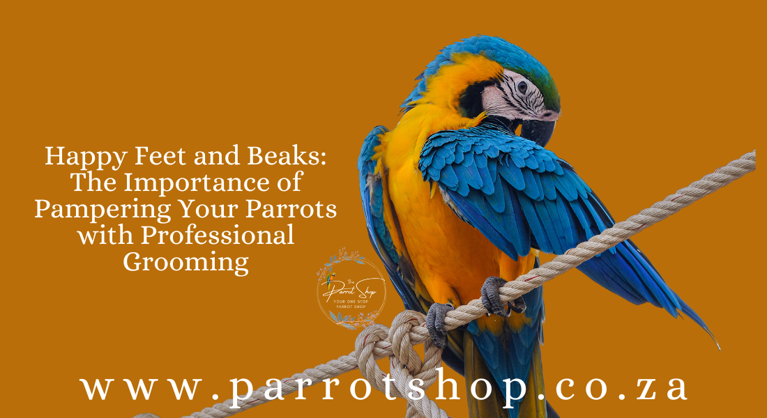 Happy Feet and Beaks: The Importance of Pampering Your Parrots with Professional Grooming!