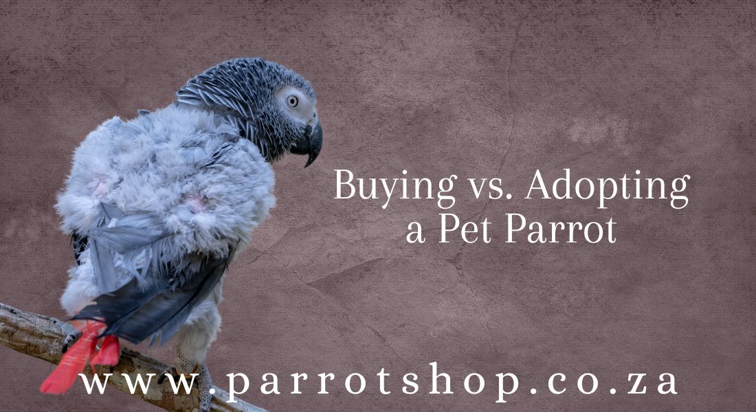 Buying vs. Adopting a Pet Parrot