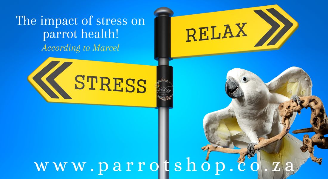 The impact of stress on parrot health: how stress can negatively affect parrot health, and strategies for reducing stress in pet parrots.