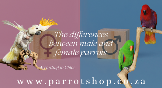 The differences between male and female parrots