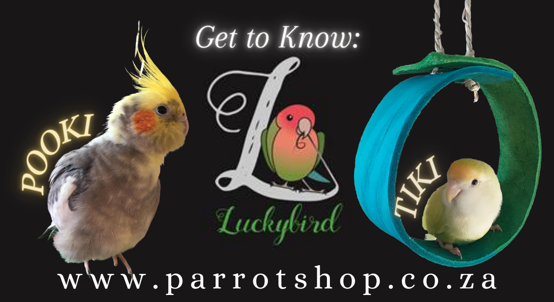 Get to know: Luckybird