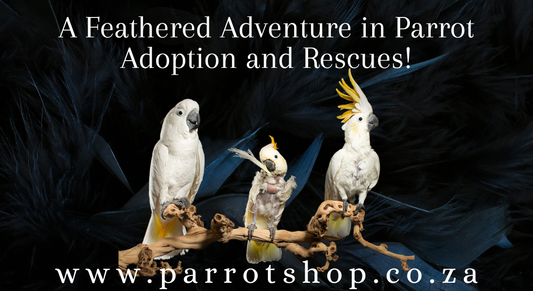 A Feathered Adventure in Parrot Adoption and Rescues!