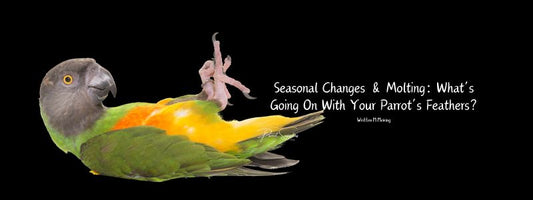 Seasonal Changes & Molting: What’s Going On With Your Parrot’s Feathers?