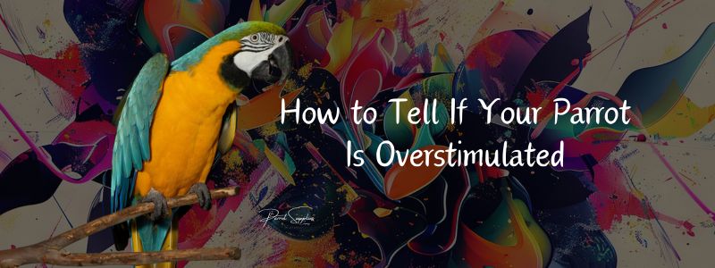 How to Tell If Your Parrot Is Overstimulated 🦜
