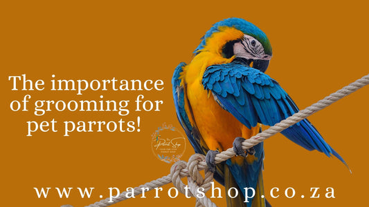 The importance of grooming for parrots