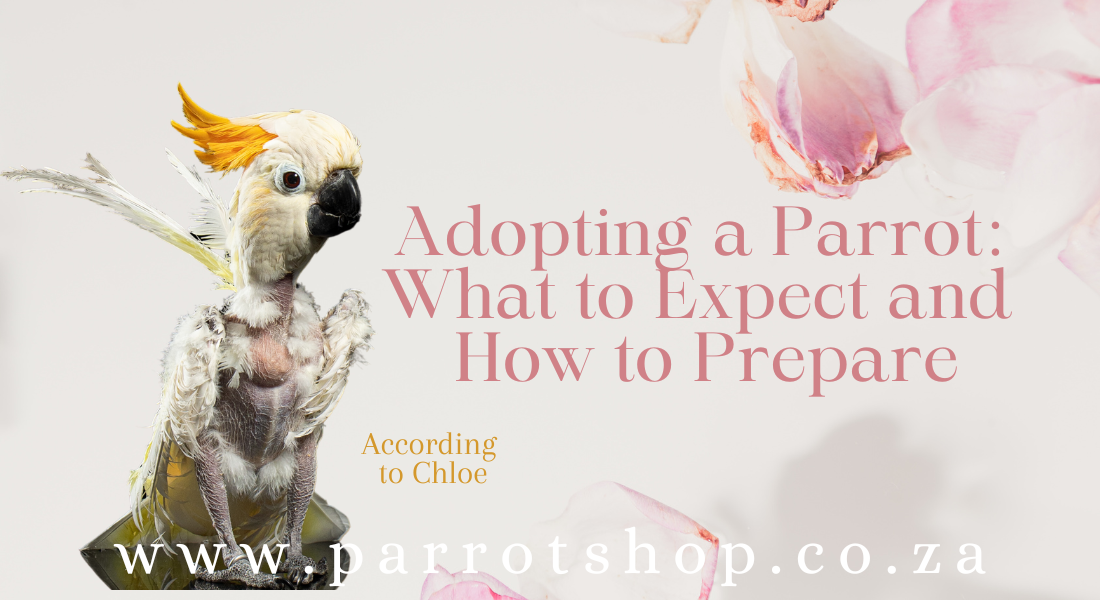 Adopting a Parrot: What to Expect and How to Prepare