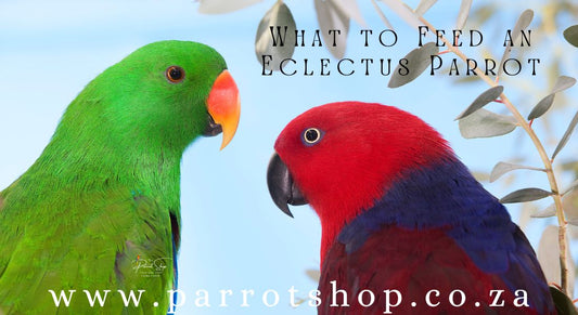 What to Feed an Eclectus Parrot: A Comprehensive Guide