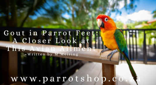 Gout in Parrot Feet: A Closer Look at This Avian Ailment