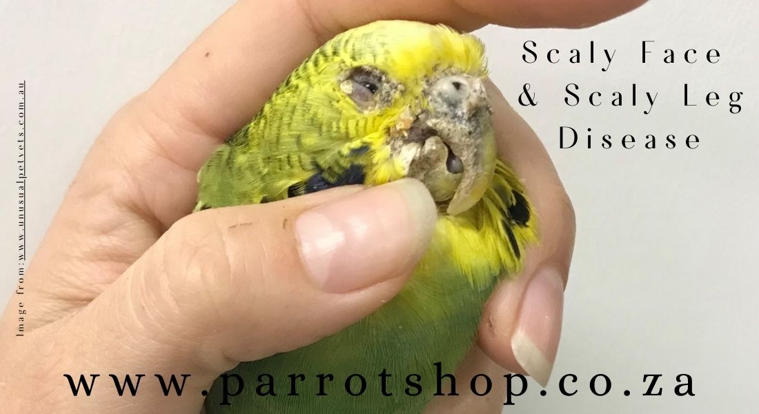 Scaly Face and Scaly Leg Disease in Parrots: A Comprehensive Review