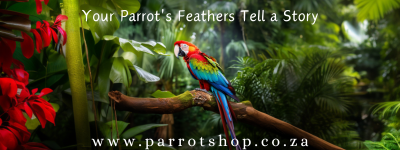 Your Parrot's Feathers Tell a Story: Understanding the Importance of Feather Health and Maintenance