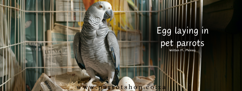 Egg laying in pet parrots