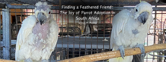 Finding a Feathered Friend: The Joy of Parrot Adoption in South Africa