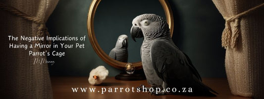 The Negative Implications of Having a Mirror in Your Pet Parrot's Cage