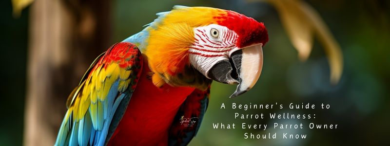 A Beginner's Guide to Parrot Wellness: What Every Parrot Owner Should Know