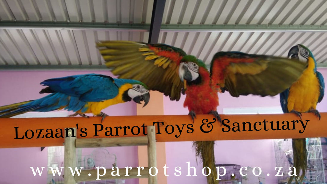 Lozaan's Parrot Toys & Sanctuary